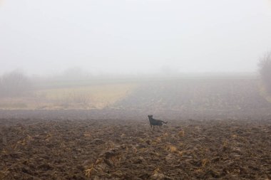 Yoğun bir sabah sisine gömülü bir tarlanın ortasında yalnız siyah bir köpek duruyor. Bu atmosferik kırsal alan, sonbahar ya da kış boyunca doğanın bir huzur, sessizlik ve gizemini taşır..
