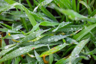 Canlı yeşil çimen yaprakları sayısız şeffaf sabah çiğ damlalarıyla kaplı yumuşak doğal ışık altında parıldıyor. Bu detaylı makro çekim bitki örtüsünün tazeliğini ve hayati enerjisini vurguluyor.,