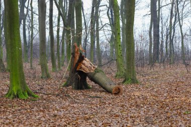 Doğal güçler tarafından ikiye bölünmüş devasa bir ağaç gövdesi, sessiz sonbahar çalılıklarında düşen yaprakların arasında uzanıyor.