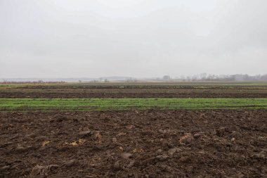 Geniş bir tarla verimli kara topraklar ve canlı yeşil kış ekinleri sisli gri gökyüzünün altında ufka kadar uzanıyor..