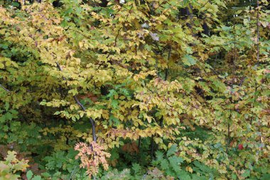 Yoğun çalılıklar sarı, yeşil ve turuncu tonlarda çeşitli sonbahar yapraklarıyla kaplanarak zengin bir doğal doku oluştururlar. Bu detaylı çekim doğanın yaz tazeliğinden yaprak döken sıcak bir ormanda altın sonbahara geçişini gösteriyor.