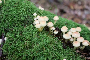 Büyük bir açık renkli küçük mantar kolonisi yoğun bir şekilde devrilmiş bir ağaç gövdesini tamamen parlak yeşil yosunlarla kaplar..