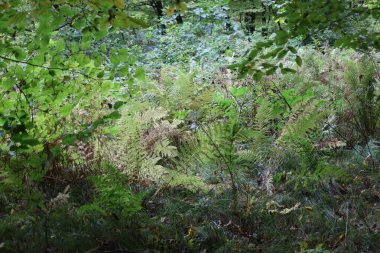 gür eğrelti otları ve yoğun yeşil bitki örtüsü vahşi yaprak döken ormandaki çalılıkları doldurur. Güneş ışığı, ağaç tepe örtülerinden süzülerek ince yaprakları aydınlatır ve el değmemiş doğanın atmosferini yaratır..