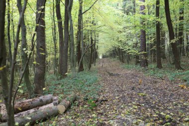 Derin monotonluklu toprak bir yol, sık yaprak döken bir ormanın içinden geçer. Ağaçlar, sonbaharın ilk zamanlarında altın renkler giyer..