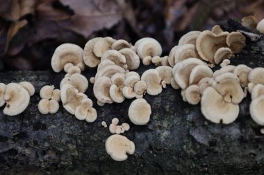 Bir grup açık renkli orman mantarı sonbahar ormanındaki eski bir sandığın üzerinde yoğun bir şekilde yetişiyor. Makro çekim, düşen yapraklar arasındaki alışılmadık fan şeklini ve kadife kaplama dokusunu vurgular..