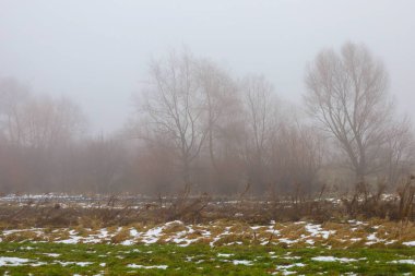 A mysterious autumn landscape with bare trees is shrouded in thick white fog over a field with remnants of the first snow. The combination of dry grass, green vegetation, and misty haze creates an atmosphere of peace,