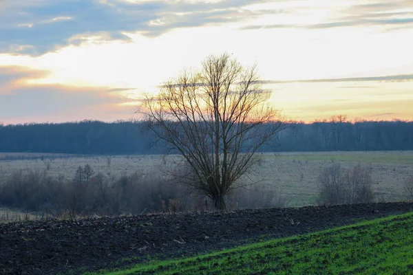 Geniş bir tarlanın ortasında yapayalnız bir ağaç duruyor. Yumuşak bir akşam gökyüzünün ve uzak bir orman hattının zeminine karşı. Koyu toprak ve yeşil çimenler arasındaki zıtlık,
