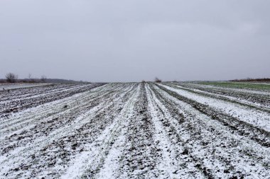 A vast agricultural field with young winter crops is covered with a thin layer of first snow under a gloomy winter sky.