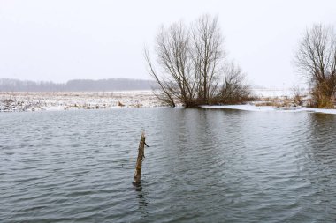 Yalnız, kırık bir kütük, sessiz nehir dalgaları arasında, karlı bir bankanın ve çıplak ağaçların önünde süzülür. Hafif kar yağışı altındaki bu minimalist kış manzarası soğuk havada bir barış atmosferi ve doğanın saf güzelliğini taşır..