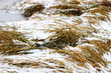 Uzun kuru otlar, kış aylarında bir su kıyısı boyunca taze beyaz bir kar tabakası tarafından toprağa bastırılır. Sarı saplar karlı yüzeyde belirgin bir doğrusal desen oluşturur. Bu da doğanın sakin ve melankolik atmosferini hazırlar.