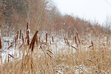 Hafif bir kar yağışı sırasında karlı bir arazide kurak tırmık kuyrukları ve buluklarla kışın manzarası. Kahverengi kamış kazıkları beyaz kara ve uzak ormana karşı duruyor, vahşi doğanın soğuk güzelliğinin sakin bir atmosferini yaratıyor..
