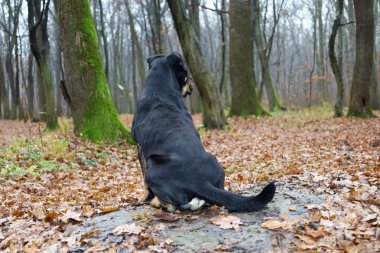 Güneş yanığı izleri olan siyah bir köpek, sırtı kameraya dönük bir şekilde nemli zeminde, yaprak döken bir ormanın ortasında oturur. Ormanın derinliklerine bakıyor.,