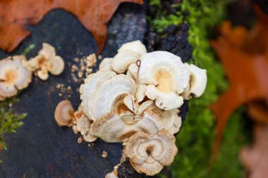Bir grup açık renkli, yelpaze şekilli mantar yeşil yosunlarla kaplı eski bir kütüğün karanlık yüzeyinde yetişiyor..