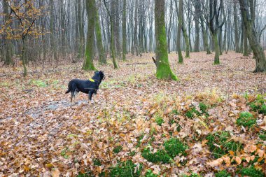 Orta boylu, bronz renkli siyah bir köpek, parlak yaprak döken bir ormanın ortasında dikiliyor ve ağaçların derinliklerine bakıyor..
