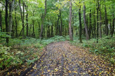 Yoğun yaprak döken bir ormanda yağmur sonrası düşen sarı yapraklarla kaplı bir toprak orman yolu. Uzun yeşil ağaçlar, nemli yolda doğal bir tünel oluşturarak kasvetli bir sonbahar gününün sakin atmosferini ve el değmemiş doğayı taşır..