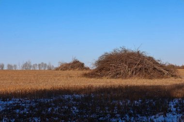 Güneşli bir kış gününde açık mavi bulutsuz bir gökyüzünün altında toplanan bir tarlanın ortasında büyük kuru dallar ve çalılar duruyor. Altın sakaldaki keskin gölgeler ve çizgilerdeki kar kalıntıları