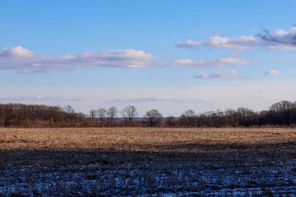 Açık mavi gökyüzünün altında tüylü bulutlarla kaplı altın bir hasat alanı uzanır. Ağaçların gölgeleri yumuşak bir şekilde kuru sakalların üzerine düşer. Resimli bir ışık kontrastı ve barışçıl bir atmosfer yaratır.