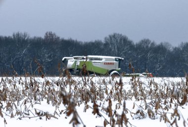 Lviv, Ukrayna - 07 Ocak 2026: Çalışan bir Claas Lexion biçicisinin önünde don ve kar standlarıyla kaplı kuru fasulye sapları. Tarımsal makine, ormanın arka planına karşı aşırı kış koşullarında geç hasat yapıyor..