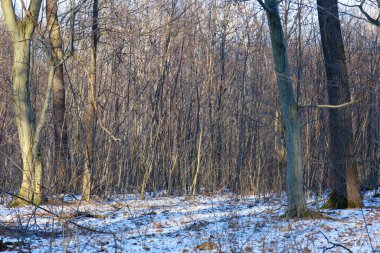 Uzun ağaçlar ve yerde ince bir kar tabakası olan yoğun bir yaprak döken orman sıcak akşam güneşi tarafından aydınlatılır. Bu barışçıl manzara, kışın başlarında ya da sonbaharın sonlarında pek çok dalın bulunduğu bir atmosferi taşır.