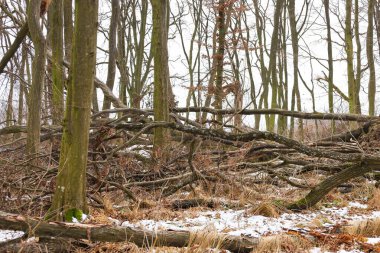 Yoğun kış ormanı. Düşen sayısız ağaç ve karlı zemini kaplayan kuru dallar. Rüzgarın yarattığı doğal kaos vahşi yaşamın dramatik bir atmosferini yaratır. Bu da doğal yenilenme döngülerini ve kasvetli bir kasvetin üzerindeki çıplak gövde dokusunu gösterir.