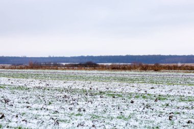 Genç kış ekinleriyle dolu bir tarım tarlası. Kasvetli bir kış gökyüzünün altında ilk karla hafifçe tozu dumana katılmış. Ufukta bir orman hattı ve kuru otlar görünüyor ve sakin, minimalist bir manzara yaratıyor..