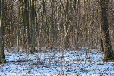 Kış ormanlarında ince ağaç gövdeleri, beyaz kar ve düşen yapraklar karşısında yumuşak akşam güneşiyle aydınlanır..