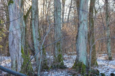 Yumuşak bir kış güneşinin altında, karlı bir ormanda yeşil yosun kulesiyle kaplı devasa ağaç gövdeleri. Manzara, vahşi doğanın ihtişamını, kabuktaki ışık oyununu ve ormanın sakin atmosferini gözler önüne seriyor..
