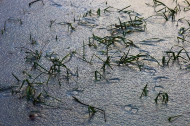 İnce buz, göletin yüzeyini kaplayarak buzlu kucaklamasında yeşil çimen saplarını tuzağa düşürür. Donmuş suyun dokulu yüzeyi soğuk kış ışığı altında parlar ve eşsiz bir doğal şablon yaratır..