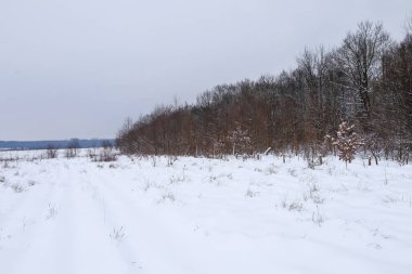Karlı bir tarla yolu bir kış günü alçak gri gökyüzünün altında sık bir yaprak döken orman boyunca uzanıyor. Saf beyaz battaniye araziyi gizler ve kışın uzak bir kırsal bölgenin gerçek atmosferini yakalayan minimalist ve barışçıl bir manzara yaratır..