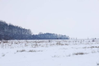 Tüylü beyaz karla kaplı geniş bir tarla bulutlu bir kış gökyüzünün altındaki karanlık bir orman hattına uzanıyor. Kuru otların sürüklenmesi huzur ve vahşi hayatın soğuk güzelliği ile dolu bu minimalist araziye doku katar..