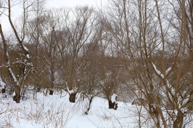 Derin kar yığınları arasında, ince dalları olan yoğun söğüt ağaçları bulutlu bir kış gününde dururlar. Sakin manzara, kış uykusuna daldırılmış vahşi doğanın el değmemiş güzelliğini taşır. Sonsuz bir sessizlik ve saflık hissi yaratır.