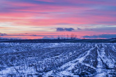 Karla kaplı bir çiftlik arazisi üzerinde canlı pembe ve mor bir gökyüzü ile nefes kesen kış günbatımı. Kar ve sakalların üzerindeki mavi gölgeler sükunet ve kışın büyülü atmosferiyle dolu pitoresk bir kırsal alan oluşturuyor.