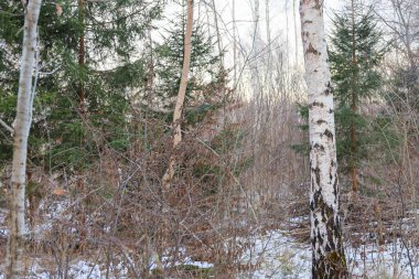 Açık huş gövdeleri, yoğun kış ormanlarında toprağın ince bir eriyen kar tabakasıyla kaplı olduğu koyu yeşil köknar ağaçlarıyla tezat oluşturur..