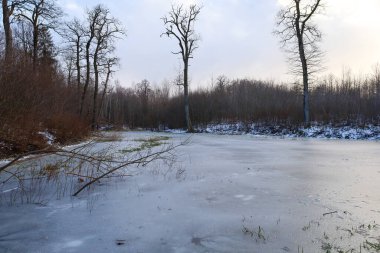 Küçük bir orman göleti, uzun ve çıplak ağaçlarla kaplı kasvetli kış manzarasının ortasında bir buz tabakası ve kar kalıntılarıyla kaplıdır. Sahne, soğuk geçiş mevsiminde vahşi doğada donuk doğa ve sükunet dolu bir atmosferi taşır..