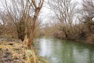 Yeşil suyu olan dar bir nehir, çıplak ağaçları ve kıyılarında kurumuş otları olan vahşi bir ormanın içinden esiyor. Atmosferik manzara, kasvetli bir sezon dışında doğanın sessiz huzurunu taşır.,