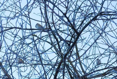 Küçük serçeler, açık bir kış gökyüzüne karşı ince ağaç dallarına tünemiş. Bu basit doğal sahne, soğuk mevsimlerde barış ve yabani kuşların direnç atmosferini taşır..