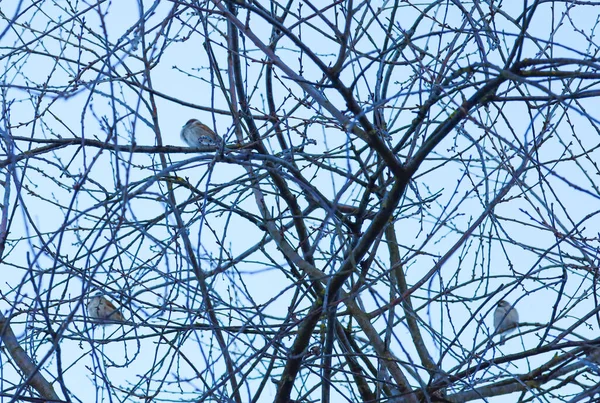 Küçük serçeler, açık bir kış gökyüzüne karşı ince ağaç dallarına tünemiş. Bu basit doğal sahne, soğuk mevsimlerde barış ve yabani kuşların direnç atmosferini taşır..