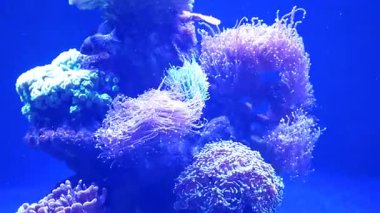 Renkli mercanlar akvaryum akıntısının etkisi altında ritmik olarak hareket ederek canlı bir sualtı manzarası yaratırlar. Resif oluşumları arasında küçük tropikal balık dartları, kompozisyona dinamik eklemek.