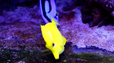 Egzotik sarı tang, temiz bir deniz akvaryumu içinde vücudunu temizlemek için ince kuma şakayla dokunarak benzersiz bir davranış sergiler..