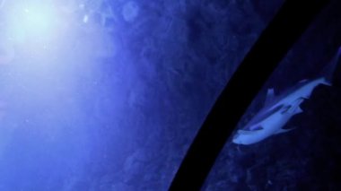 Görkemli köpekbalıkları büyük bir akvaryumun derin mavi sularında zarifçe süzülüyorlar. Bu yırtıcılar bardağı geçirirken güç ve zarafet sergilerler..