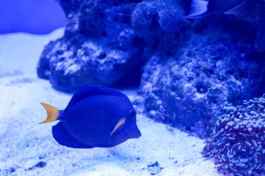 Parlak sarı kuyruklu zarif bir lacivert cerrah balığı kar beyazı kumlu okyanus tabanında yavaşça yüzer. Deniz sakinlerinin canlı renkleri, arka plandaki açık substrat ve koyu kayalık resif çıkıntılarıyla çelişiyor..