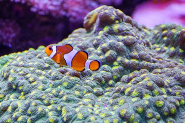 Parlak turuncu bir palyaço balığı tropikal deniz derinliklerinde devasa dokulu bir mercanın üzerinde yüzer. Resif sakinlerinin zıt beyaz çizgileri, su altı bitki örtüsünün doğal desenleriyle uyumlu hale gelerek, pitoresk bir ekosistem görüntüsü yaratır..