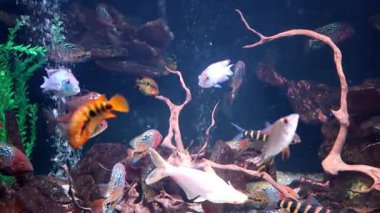 Temiz bir akvaryumda kayaların arasında yüzen canlı Afrika çikletlerinden oluşan büyük bir okul. Renkli tropikal balıklar berrak sularda aktif olarak hareket ederek dinamik bir doğal manzara yaratırlar..