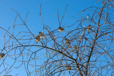 Küçük serçeler, bulutsuz mavi gökyüzüne karşı buzla kaplı ağaç dallarına konforla tünemişlerdir. Donmuş dalların narin danteli ve parlak güneş ışığı pitoresk bir kış sahnesi yaratır.,