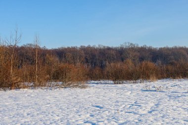 Genç ağaçlar ve sık çalılar, güzel bir kış gününde açık mavi bir gökyüzünün altında karla kaplı bir tarla boyunca dizilirler. Kuru bitki örtüsünün kırmızımsı tonları ve kar beyazı örtüsü arasındaki zıtlık resimsel bir yaban hayatı yaratıyor.