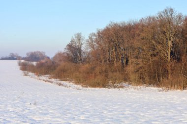 Altın güneş ışığı, yaprak döken ağaçların taçlarını ve kalın çalıları engin bir kar tarlasının arka planına hafifçe aydınlatır. Kuru odunun sıcak tonları arasındaki zıtlık