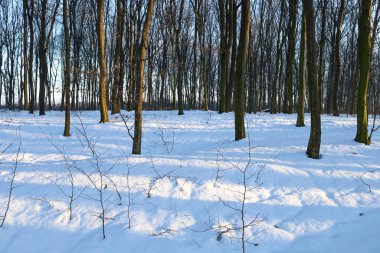 İnce ağaç gövdeleri, akşam güneşinden gelen uzun mavi gölgelerle kaplı derin kar yığınlarının üzerinde yükselir. El değmemiş beyaz kar üzerindeki parlak güneş lekeleri güzel bir günde, ormanın sıcak ve huzurlu bir atmosferini yaratır..