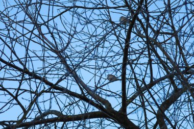 Soğuk, mavi bir gökyüzüne sarılmış çıplak ağaç dalları alacakaranlık sırasında karmaşık bir doğal düzen oluşturur. İnce filizlerin arasında saklanan küçük kuşlar bu huzurlu kışa ya da ilkbahar başlangıcına hayat katıyor..