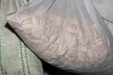 Uzun vadeli depolama ya da kurutma için şeffaf kumaş poşetine konmuş kabak tohumları. İğne evde doğal tohumları hazırlamak için geleneksel bir yöntem gösteriyor.,