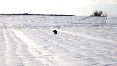 Enerjik siyah köpek sert kabukla kaplı karlı bir arazide hızla koşar. Hayvan, açık gökyüzünün altındaki beyaz kış ovalarından kolayca geçer..